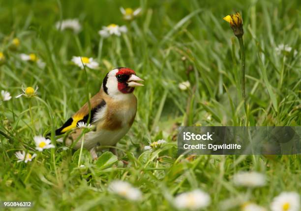 European Goldfinch In The Meadow Stock Photo - Download Image Now - Gold Finch, Summer, Animal