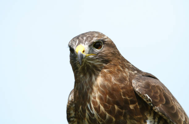 istock Close up of a Common Buzzard against clear blue sky 950846334
