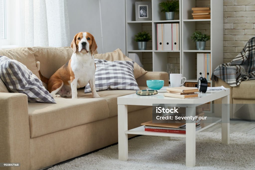 Old Beagle sitting on sofa Calm fat Beagle dog sitting among pillows on old-fashioned comfortable sofa and looking at camera, coffee table and bookshelf in home room Dog Stock Photo