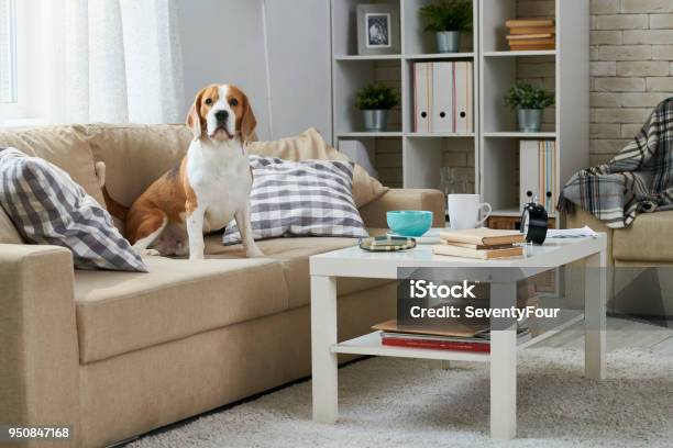 Old Beagle Sitting On Sofa Stock Photo - Download Image Now - Dog, Living Room, Sofa