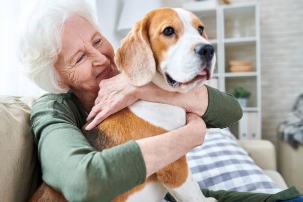 Happy granny loving her dog Cheerful retired senior woman with wrinkles smiling while embracing her Beagle dog and enjoying time with pet at home senior dog stock pictures, royalty-free photos & images