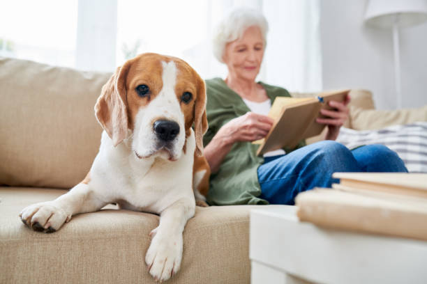 istock Dog is senior womans best friend 950847198