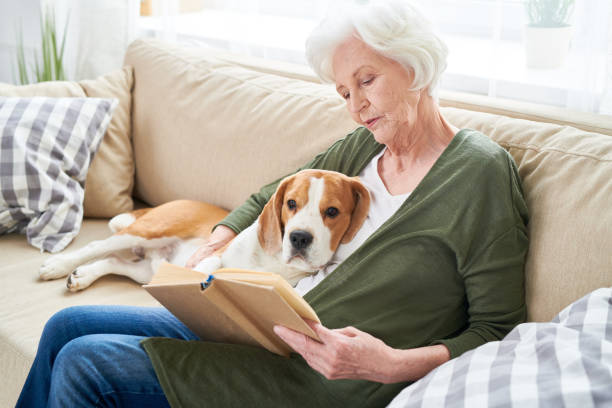 istock Calm senior woman with Beagle at home 950847200