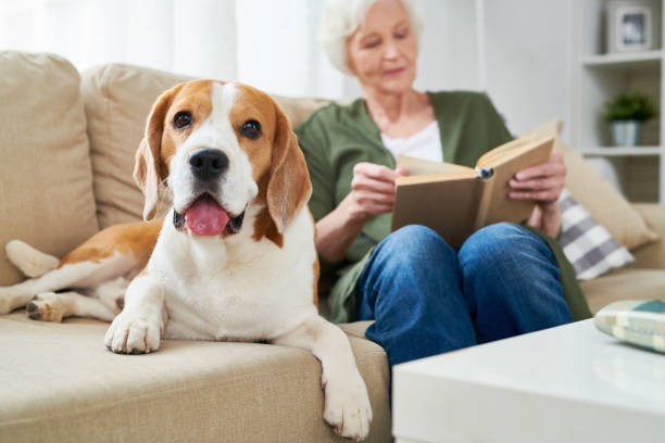 istock Cute dog lying near owner 950847208
