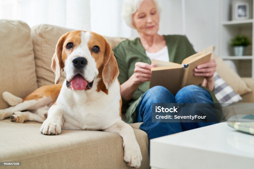 Cute dog lying near owner Happy cute fat Beagle dog with sticking out tongue looking at camera and lying near reading senior owner on comfortable sofa at home Dog Stock Photo