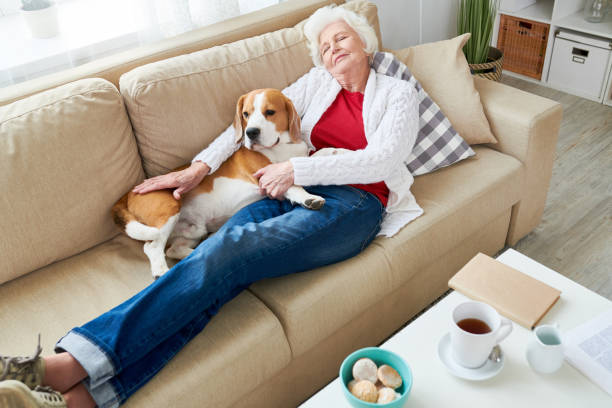 istock Tired pet owner relaxing with dog on sofa 950847242