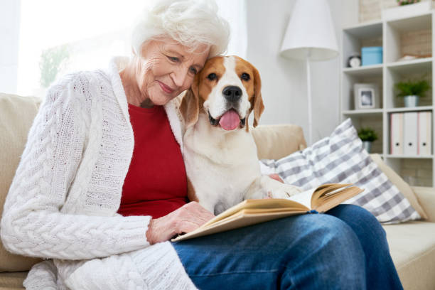 年配の女性は、犬と一緒に本を読んで笑顔 - senior adult relaxation sofa reading ストックフォトと画像