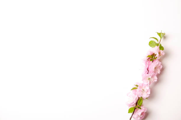istock Beautiful spring composition with flowering blossoms on white background with copy space for text. Mother's day greeting concept. 950850690