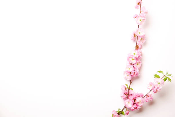 istock Beautiful spring composition with flowering blossoms on white background with copy space for text. Mother's day greeting concept. 950850824
