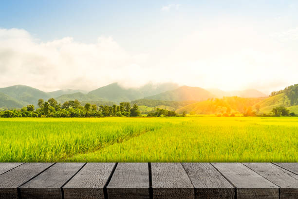 istock Empty wooden photo frame on paddy farm background 950851430