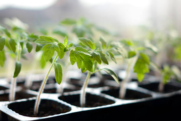 Young tomato seedlings in plastic pots on window sill ready to plant