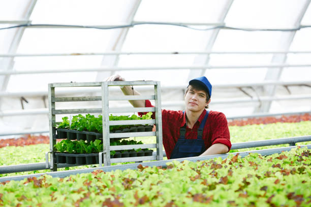 istock Man with harvest in greenhouse 950854940