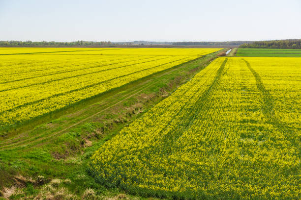 istock Flowering flat strip rape (lat. Brassica napus). The agricultural landscape 950854948