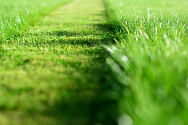 istock mowing the lawn. A perspective of green grass cut strip. Selective focus 950855482