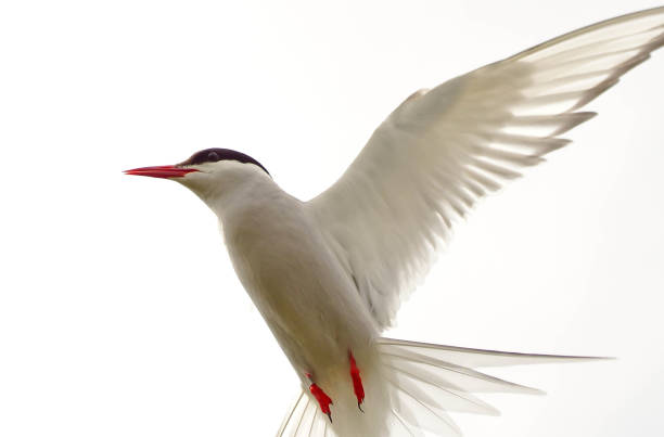 북극제비갈매기 항공편 - tern bird arctic tern nature 뉴스 사진 이미지