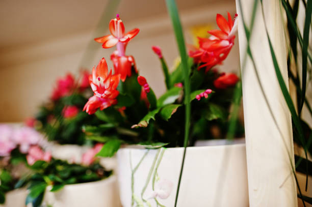 istock Different flowers on pots at flower store. 950856052