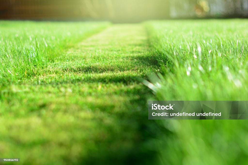 tondre la pelouse. Une perspective d’herbe verte coupe bande. Mise au point sélective - Photo de Tondre la pelouse libre de droits