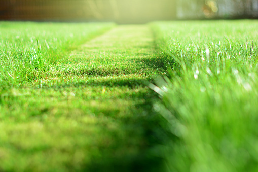 Cut strip of green grass. Mowing the lawn. Selective focus