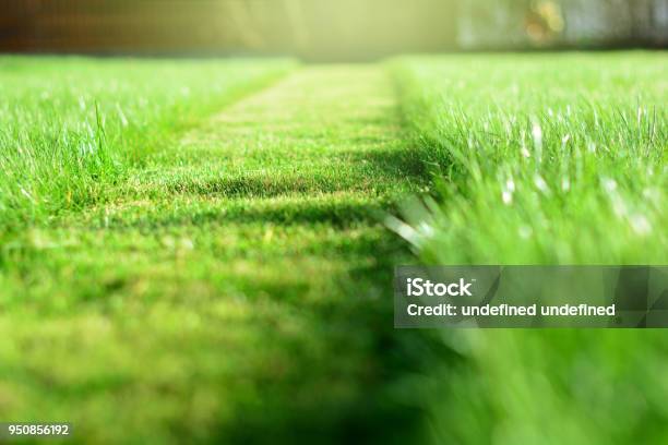 Mowing The Lawn A Perspective Of Green Grass Cut Strip Selective Focus Stock Photo - Download Image Now