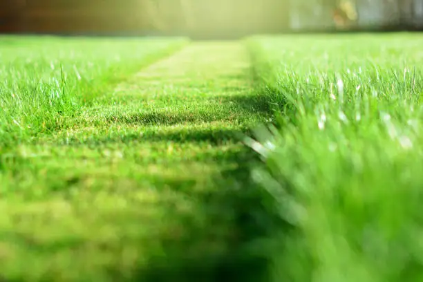 Photo of mowing the lawn. A perspective of green grass cut strip. Selective focus