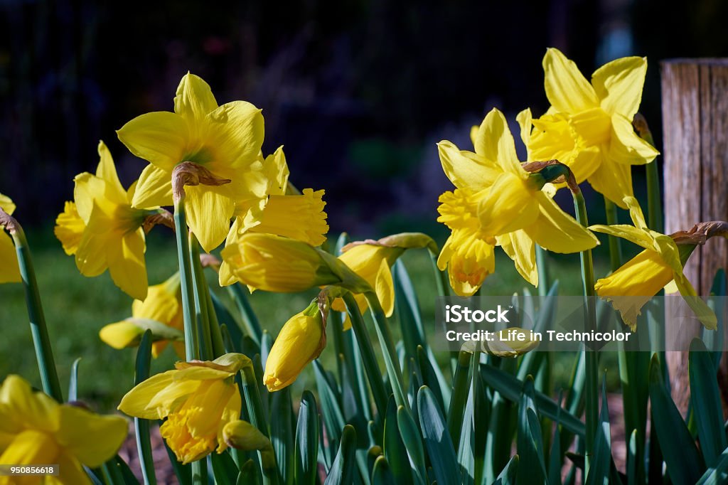 Daffodils in the springtime sun Daffodils in the springtime sun - munich bavaria Agricultural Field Stock Photo