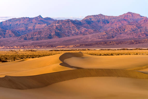 istock Sunset Sand Dunes - Spring sunset view of smooth and curvy sand dunes stretching out at base of rugged purple mountains of Amargosa Range. Death Valley National Park. 950859892