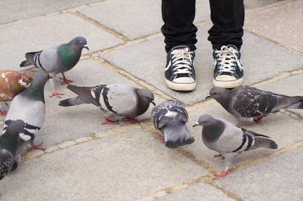 niños está de pie en medio de las palomas. - grave nature usa city life fotografías e imágenes de stock