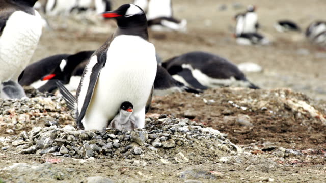 The love of a mother shown in this Antarctic Chinstrap penguin colony