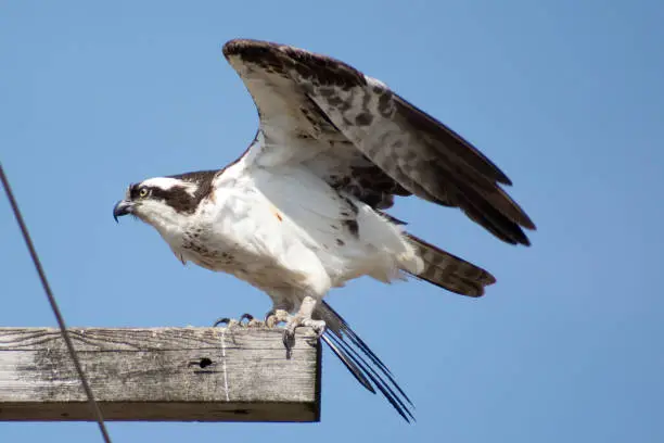 Photo of Osprey