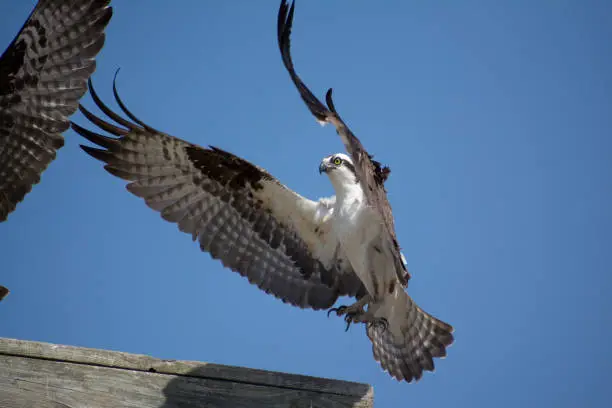 Photo of Osprey