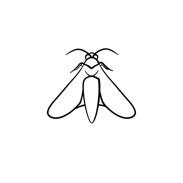 illustrazioni stock, clip art, cartoni animati e icone di tendenza di icona di schizzo disegnato a mano locusta - cricket locust grasshopper insect