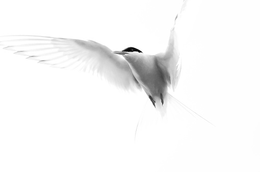 Arctic Tern in flight against a summer sky.