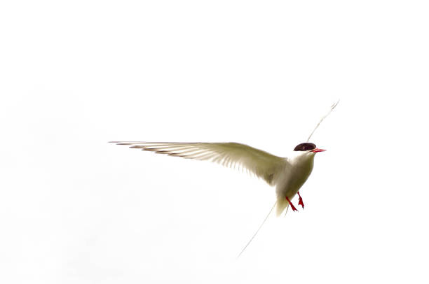 북극제비갈매기 항공편 - tern bird arctic tern nature 뉴스 사진 이미지