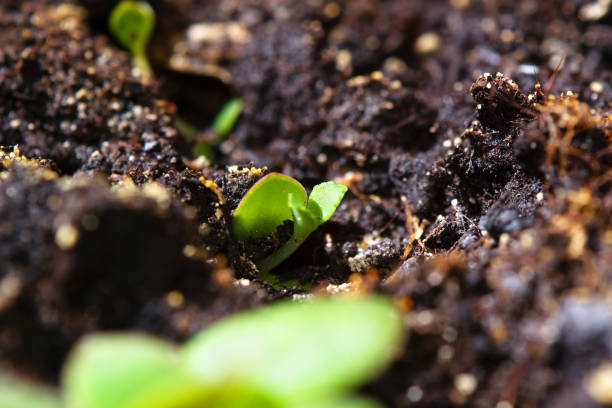 istock macro world small shoots spring break out of the ground close-up 950869864