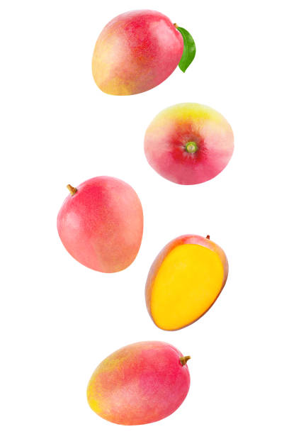 Isolated flying fruits. Falling Whole mango isolated on white background with clipping path as package design element and advertising stock photo