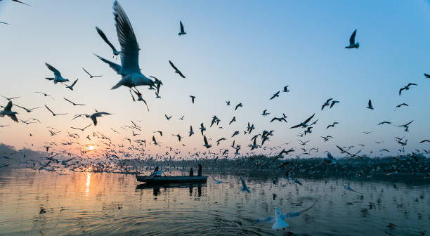 istock Birds at Yamuna Ghat 950873872