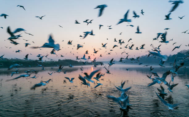 istock Birds at Yamuna Ghat, Delhi 950873876