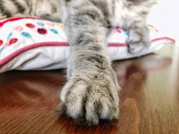istock closeup paw of a grey cat 950873948