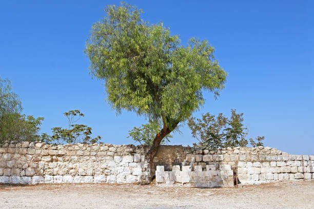 istock Tree near fence at Bet Jimal (Jamal) Catholic monastery, Israel 950874408