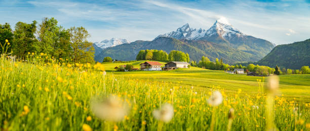 idyllische landschaft in den alpen mit blühenden wiesen im frühling - berchtesgaden stock-fotos und bilder