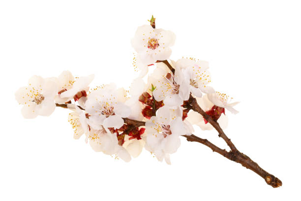 istock Branch with apricot flowers isolated on white background. Top view. Flat lay 950882182