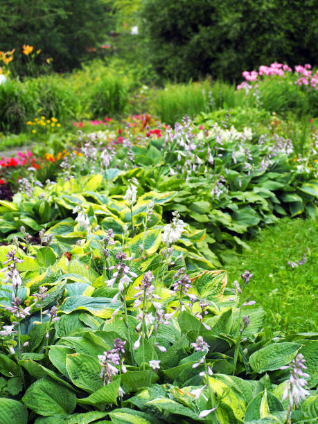 istock Landscaped garden after rain 950883160