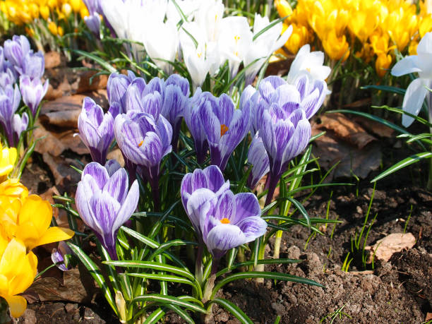 istock first spring flowers, colorful saffron, yellow, purple and white crocuses 950883496
