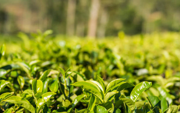 istock Tea plantation in Sri Lanka 950890934