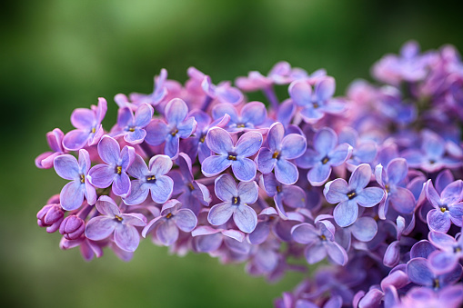beautiful lilac flowers closeup - syringa vuglaris