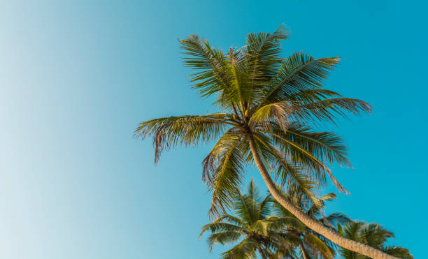 istock Paradise - tropical beach, Sri Lanka 950891142