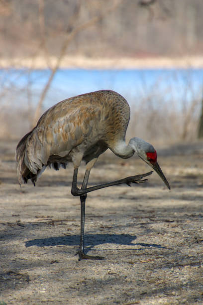 istock Sandhill Cranes in Michigan during Spring 950891194