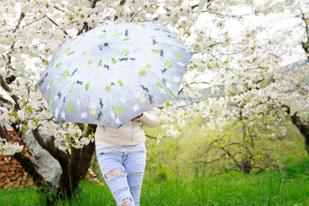 istock Girl in cherry tree orchard hiding behind umbrella 950891396