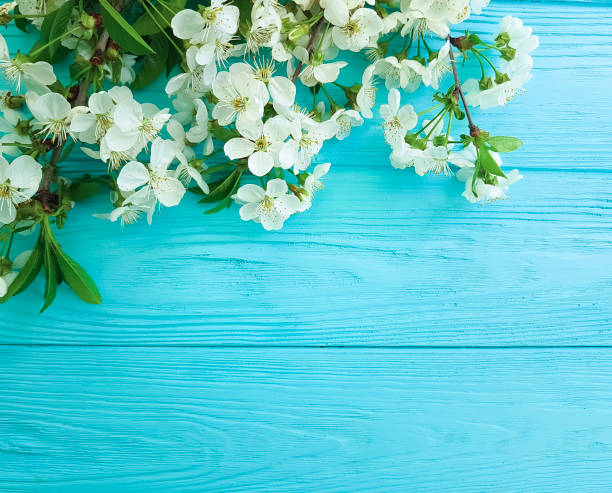 istock cherry blossom branch on a blue wooden background 950891490