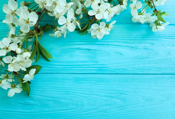 istock cherry blossom branch on a blue wooden background 950892128
